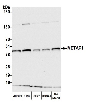 Rabbit anti-METAP1 Antibody