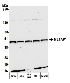 METAP1 Antibody