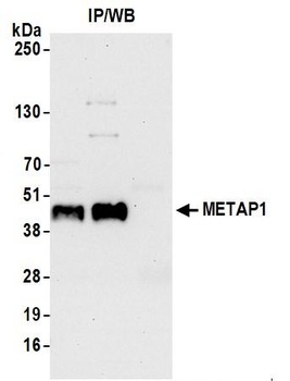 Rabbit anti-METAP1 Antibody