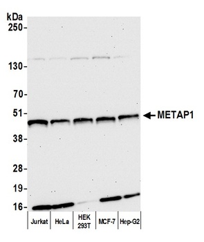 Rabbit anti-METAP1 Antibody