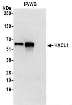 Rabbit anti-HACL1 Antibody