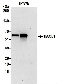 HACL1 Antibody