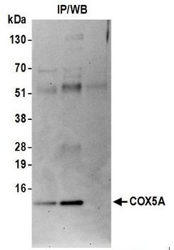 Rabbit COX5A Antibody