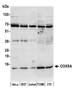Rabbit COX5A Antibody