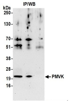 PMVK Antibody