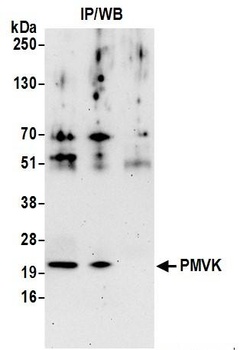 Rabbit anti-PMVK Antibody