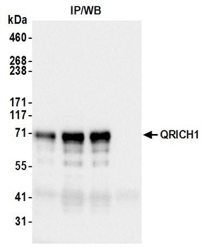 Rabbit anti-QRICH1 Antibody