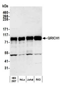 Rabbit anti-QRICH1 Antibody