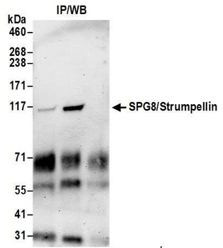Rabbit anti-SPG8/Strumpellin Antibody