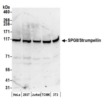 Rabbit anti-SPG8/Strumpellin Antibody