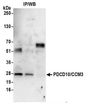 Rabbit anti-PDCD10/CCM3 Antibody