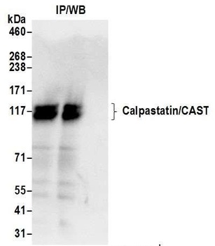 Rabbit anti-Calpastatin/CAST Antibody
