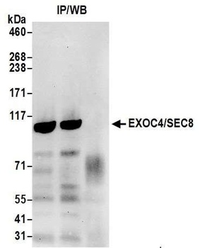 EXOC4/SEC8 Antibody