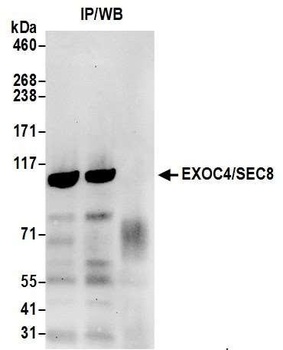 Rabbit anti-EXOC4/SEC8 Antibody