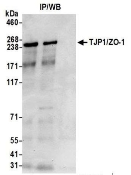 Rabbit TJP1/ZO-1 Antibody