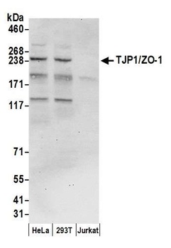 Rabbit TJP1/ZO-1 Antibody