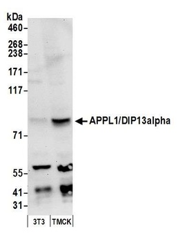 Rabbit anti-APPL1/DIP13alpha Antibody