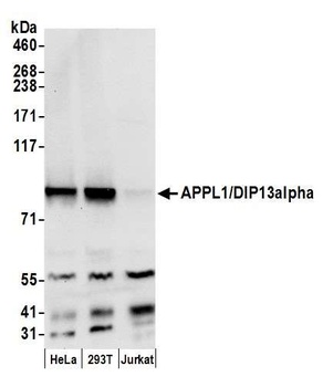 Rabbit anti-APPL1/DIP13alpha Antibody