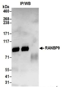 Rabbit anti-RANBP9 Antibody