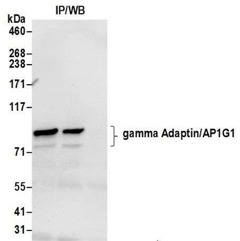 Rabbit anti-gamma Adaptin/AP1G1 Antibody
