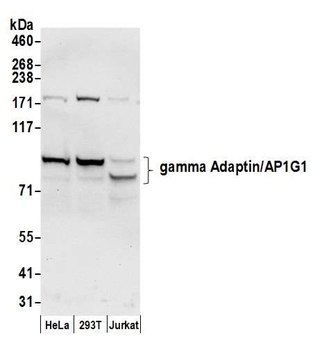 Rabbit anti-gamma Adaptin/AP1G1 Antibody