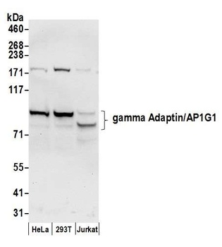 gamma Adaptin/AP1G1 Antibody