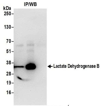Rabbit anti-Lactate Dehydrogenase B/LDHB Antibody