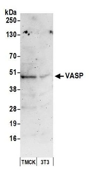 Rabbit VASP Antibody
