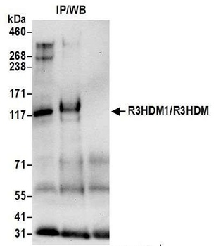 R3HDM1/R3HDM Antibody