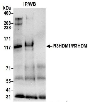 Rabbit anti-R3HDM1/R3HDM Antibody