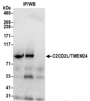 Rabbit anti-C2CD2L/TMEM24 Antibody