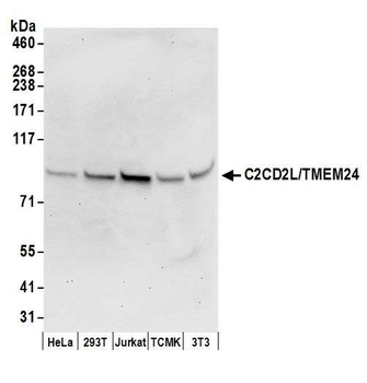Rabbit anti-C2CD2L/TMEM24 Antibody