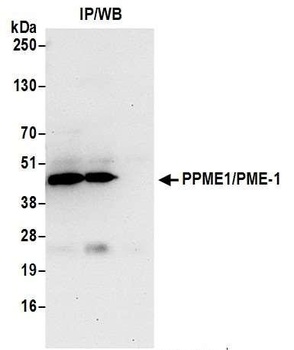 Rabbit anti-PPME1/PME-1 Antibody