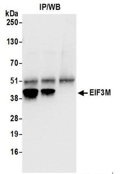 EIF3M Antibody
