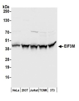 Rabbit EIF3M Antibody