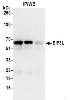 EIF3L Antibody