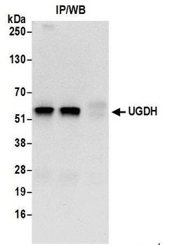 UGDH Antibody