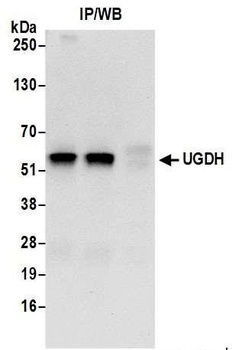 Rabbit anti-UGDH Antibody