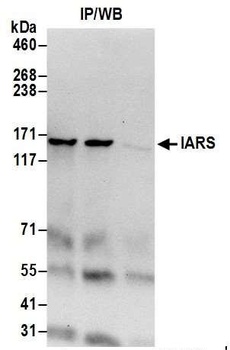 Rabbit anti-IARS Antibody