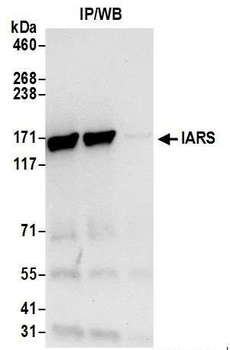 Rabbit anti-IARS Antibody