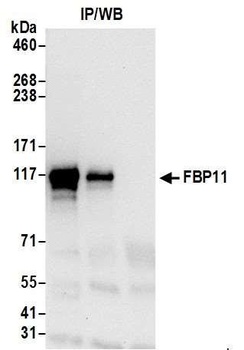 Rabbit anti-FBP11 Antibody