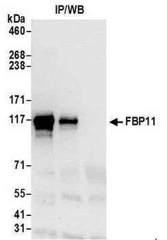 FBP11 Antibody