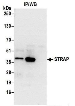 Rabbit STRAP Antibody