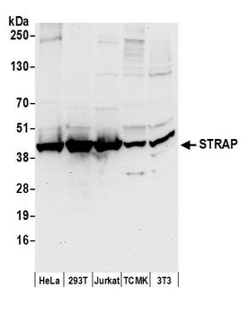 Rabbit STRAP Antibody