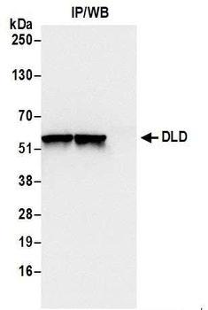 DLD Antibody