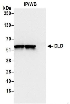 Rabbit anti-DLD Antibody