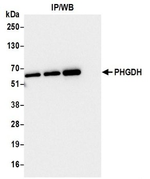 Rabbit anti-PHGDH Antibody
