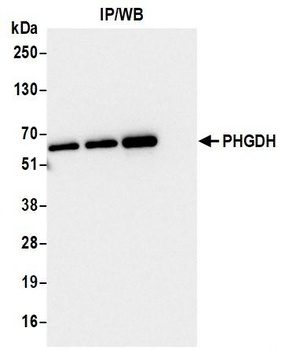 PHGDH Antibody