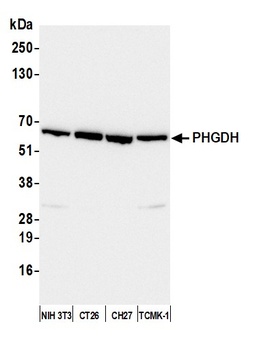 Rabbit anti-PHGDH Antibody