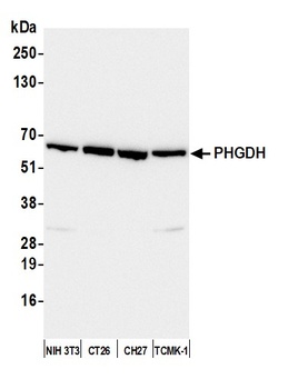 PHGDH Antibody